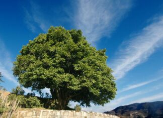 从一片茶叶到百亿产业 凤庆滇红茶走出全产业链发展路