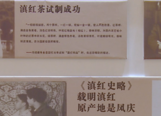 从“抗战茶”到新茶饮供应链 凤庆滇红的产业进化路径
