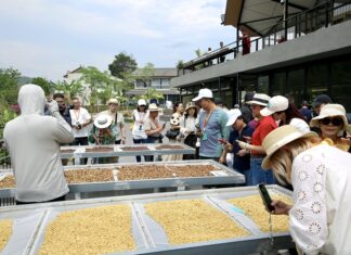 走进普洱有风咖谷 咖啡香里感受田园慢生活
