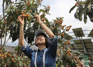 海外华文媒体探访米易枇杷园 见证高原特色农业助农增收