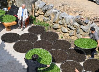 云南镇沅茶山上的两岸“音”缘