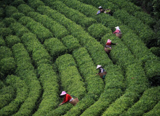 茶香千年·山水凤庆——云南凤庆打造“中国红茶第一县”的高质量发展样本